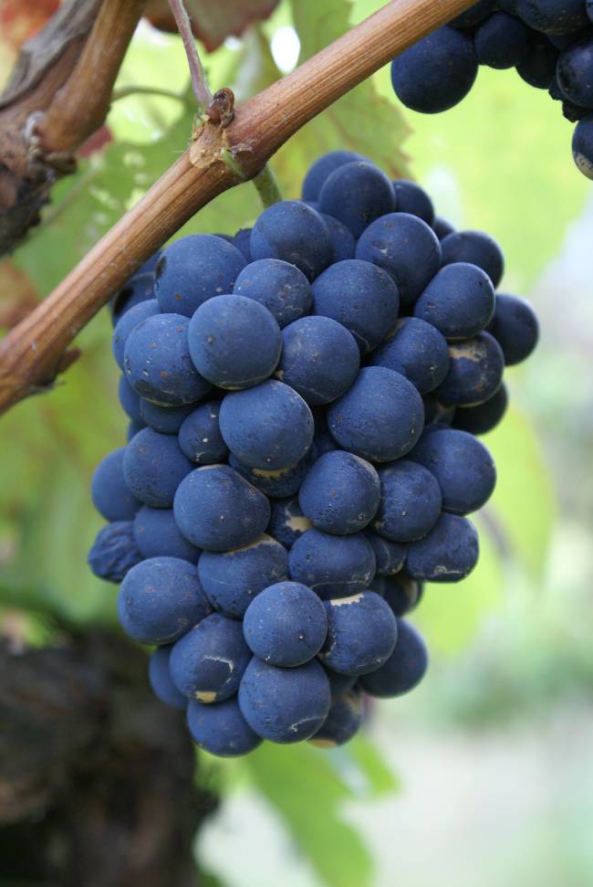 grapes on the vine