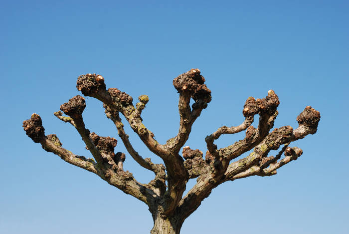 pruned tree