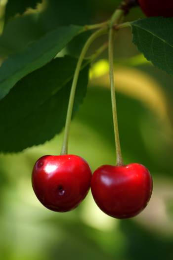 cherries