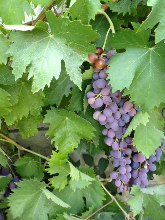 grapes and leaves