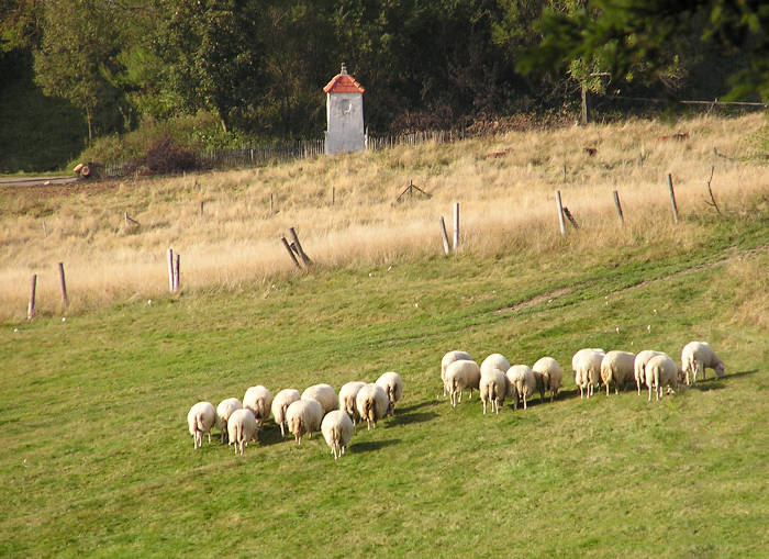 sheep in pasture