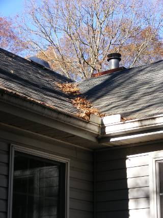 leaves on roof