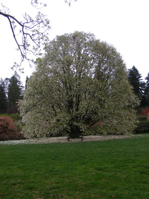 proud tree