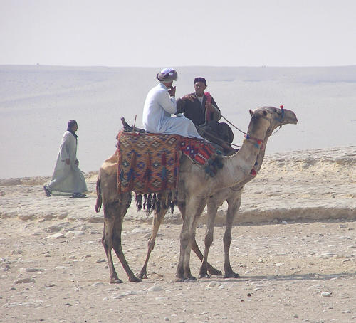 camels