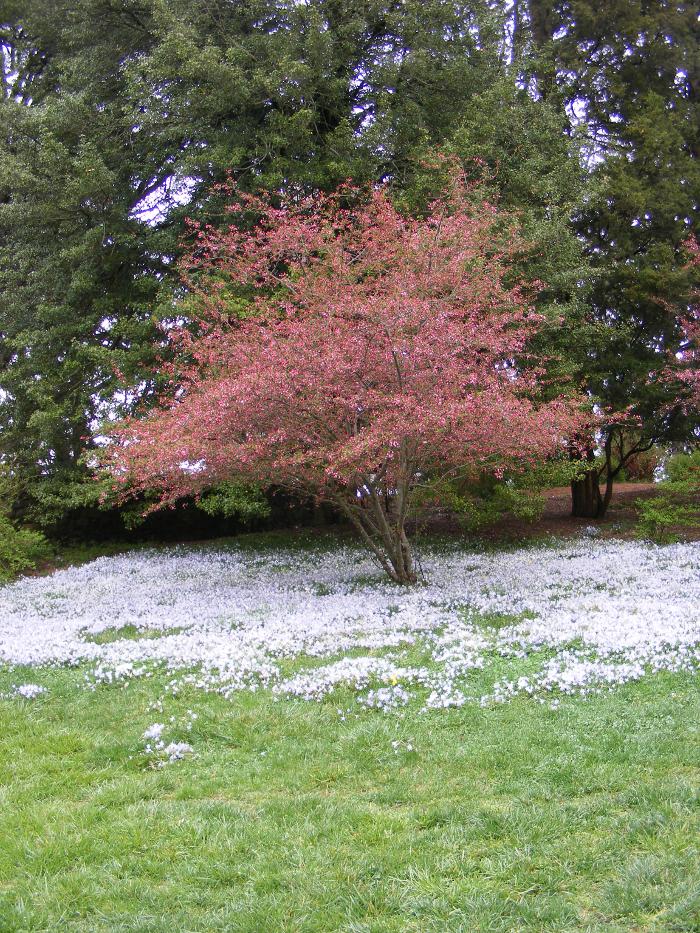 flowering tree