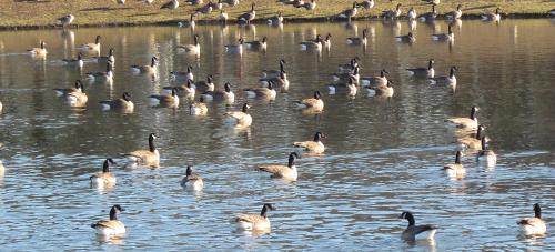 goose get-together