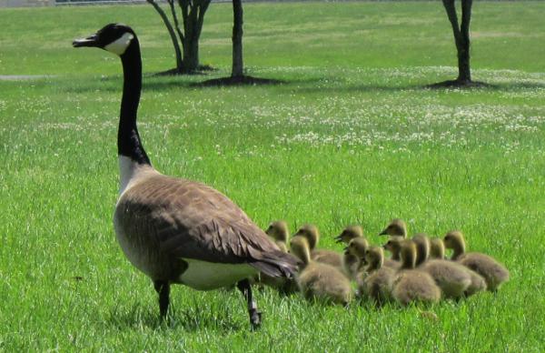 Goose and goslings