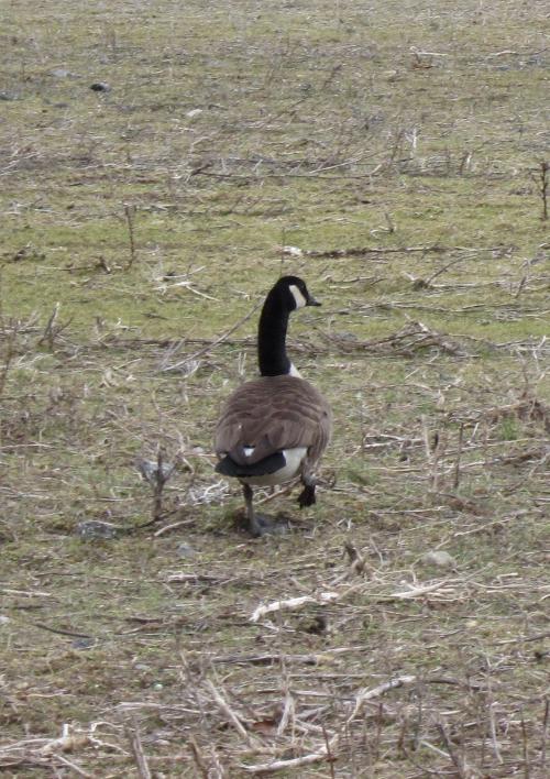 goose walking away