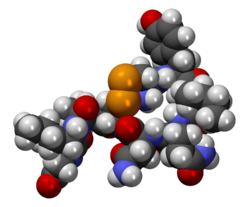 oxytocin molecule