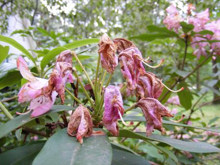 very old flower