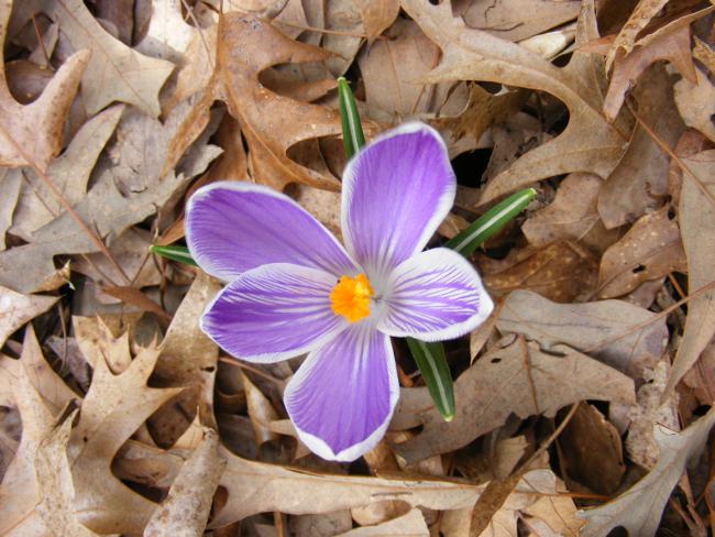 flower out of dead leaves