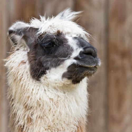 llama