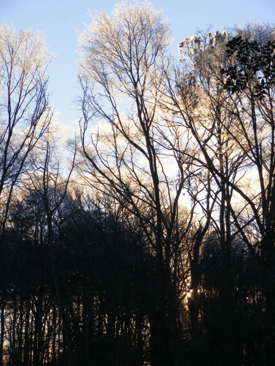 sunrise in trees