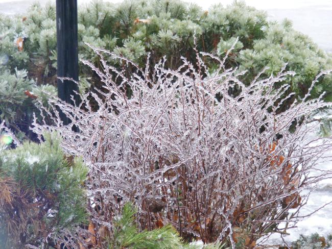 frozen bush
