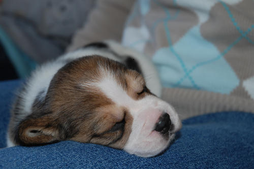 puppy sleeping