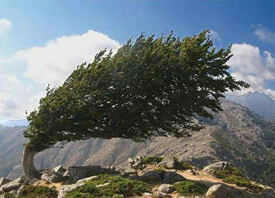 tree in the wind
