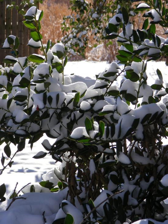 snow on leaves