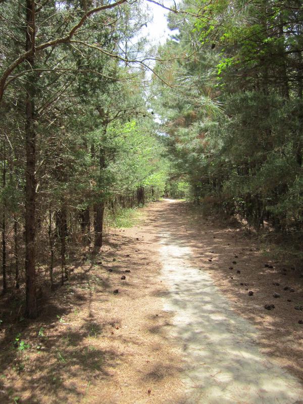 path in pine woods
