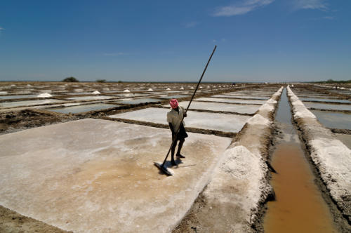 Indian salt farm