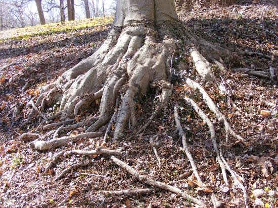 tree roots