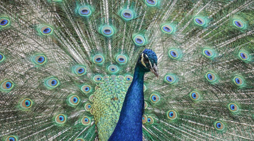 peacock