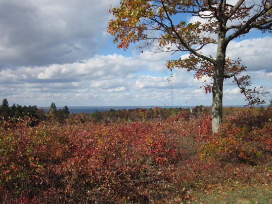 Tree on a Hill