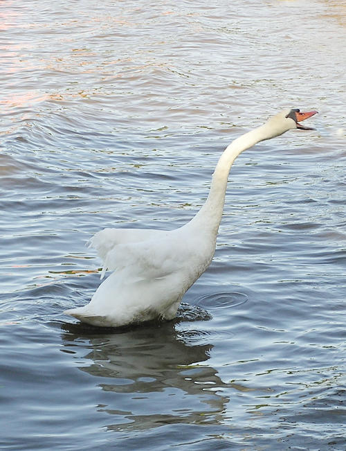 hostile swan