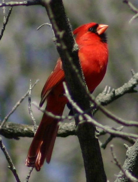 Cardinal