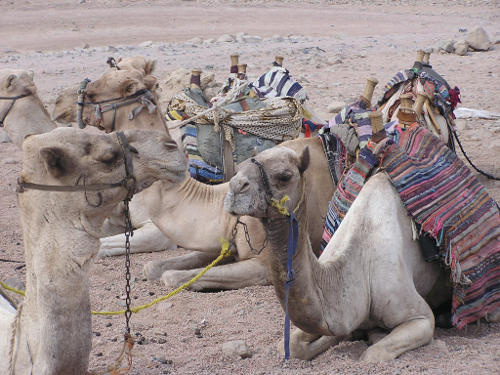 camels