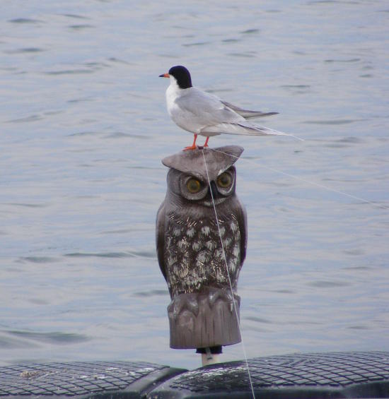 seagull on top of plastic owl