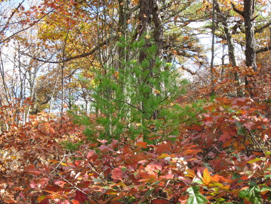 Evergreen in fall leaves