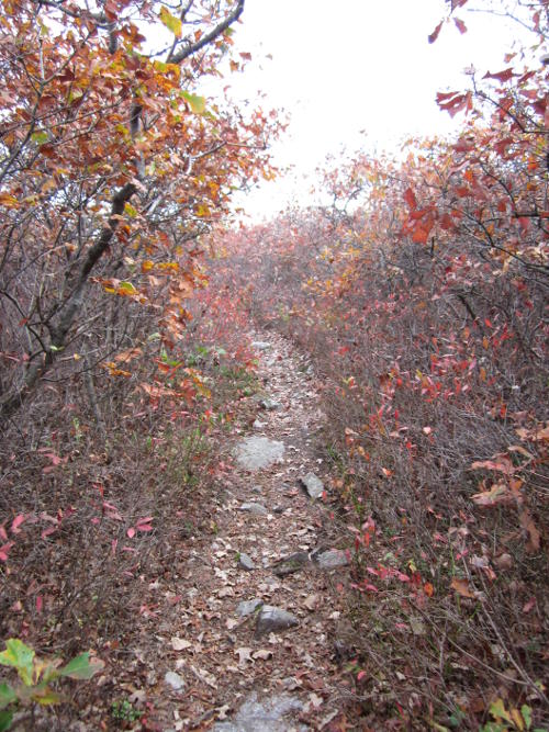 trail in the woods