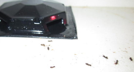 ants around ant trap