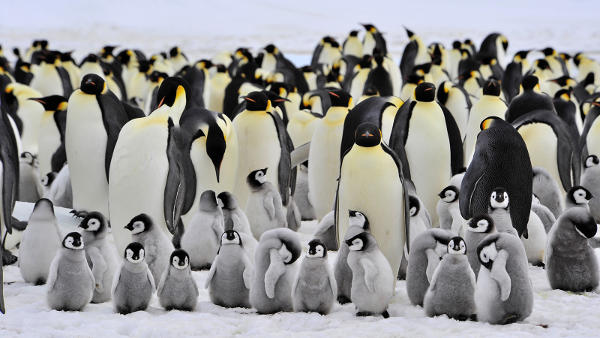 penguins