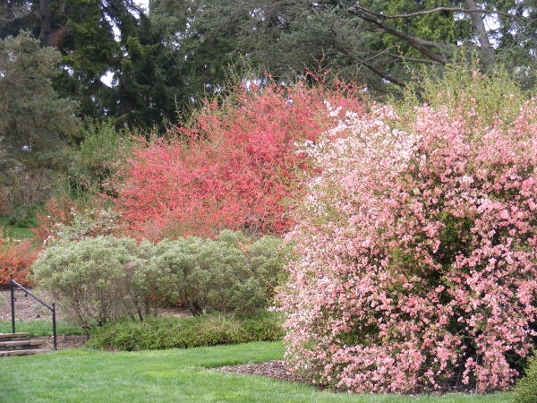 flowering trees