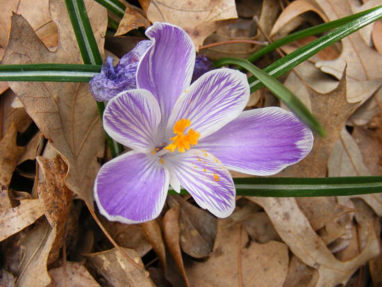 flower in dead leaves