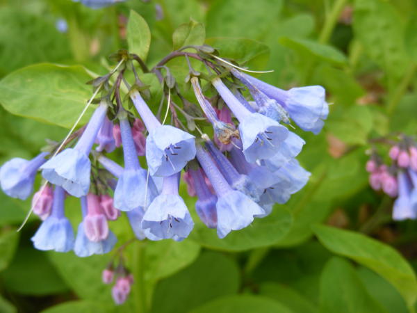 Bluebells