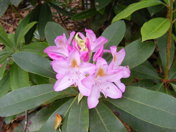 rhododendron