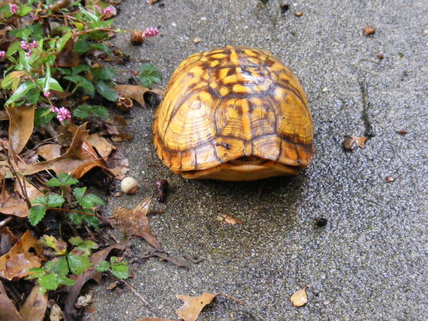 turtle pulled into shell